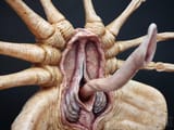 facehugger.pussydick