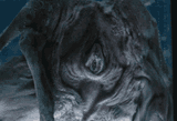 facehugger