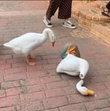 broken goose