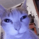 yo