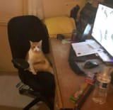 catcomputer4