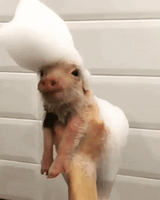 porker