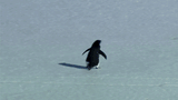 penguin wanders off to certain death