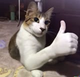 thumb up cat