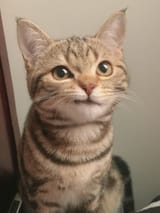 cat angry