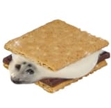 sad seal sandwich icecream