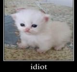 idiot