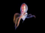 Male-Blanket-octopus-6_Steven-Kovacs-768x557