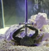 Crab Warrior