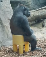 gorilla contemplating