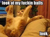 look at my fuckin balls