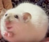 rrat