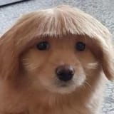 dog stare