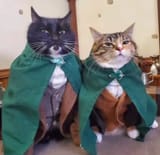 cat hobbits