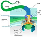 Flagellum_base_diagram-en
