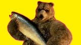 tekken salmon reward