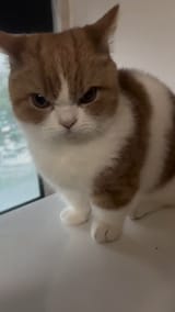 angry-cat-look-so-cute-v0-ejd1cnVqeXpxMzVkMb8jJq4INQakE2TcNQQ2RDZN0R_STwGaDU6BCN3K78I8