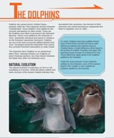 Dolphins