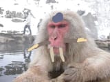 MH Blangonga