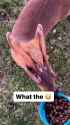 musk deer nauseating_thumb.jpg