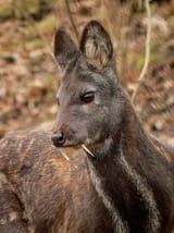 Moschus_moschiferus_in_Plzen_zoo_(12.02.2011)