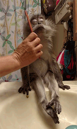 monke