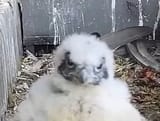 falcon face
