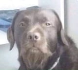 vdog