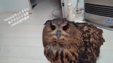 owl fact