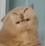 my cat