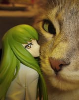 cc cat