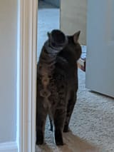 stupid cat&#039;s balls