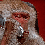monke