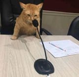 catmicrophone