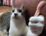 cat122