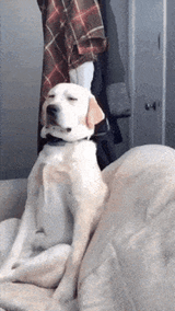 dog-sleepy