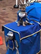 Nyanturia, Queen of the Kittons