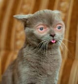 tumblr_ljm1hkOSkv1qbqt8go1_500