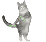 funnycat-crazycat