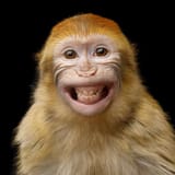 monkesmile