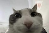 1736532972102771