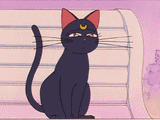 tumblr_nqn587r8cX1rqur4vo1_500
