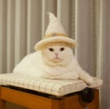 white-wizard-cat