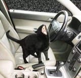 cat scream