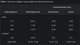 American alligator body length and penis dimensions
