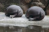 fat-butt