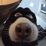 doglook