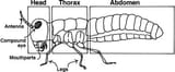 insect-segments