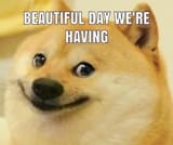 Beautiful_Day_Doge