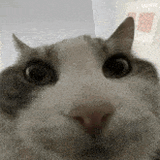 looks-inside-cat-meme